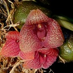 Bulbophyllum pictum-Flowering Size